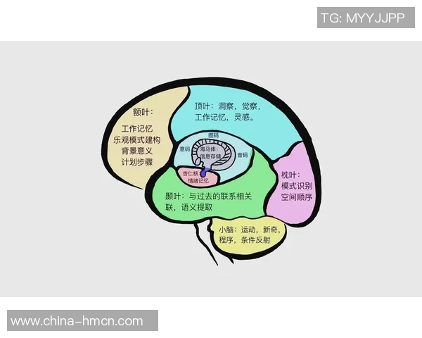 高强度有氧运动如何促进大脑功能提升与认知能力增强的研究探讨